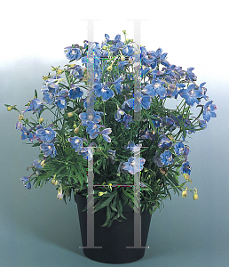 Picture of Delphinium grandiflorum 'Summer Blues'