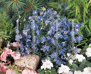 Picture of Delphinium grandiflorum 'Summer Blues'