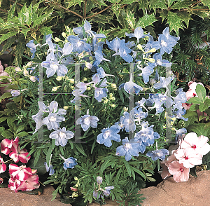 Picture of Delphinium grandiflorum 'Summer Blues'