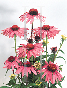 Picture of Echinacea purpurea 'Primadonna Rose'