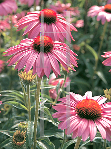 Picture of Echinacea purpurea 'Primadonna Rose'