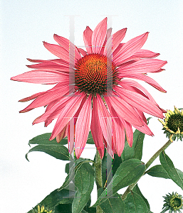 Picture of Echinacea purpurea 'Primadonna Rose'