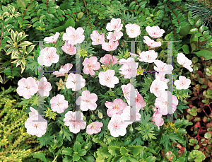 Picture of Geranium sanguineum 'Vision Pink'