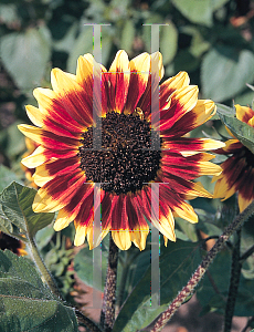 Picture of Helianthus annuus 'Florenza'