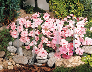 Picture of Impatiens walleriana 'Candy Coral Bee'