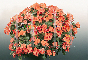 Picture of Impatiens walleriana 'Candy Deep Salmon'