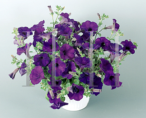 Picture of Petunia x hybrida 'Blue Wave'