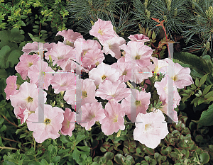 Picture of Petunia x hybrida 'Pearly Wave'