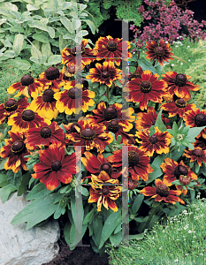 Picture of Rudbeckia hirta 'Cordoba'