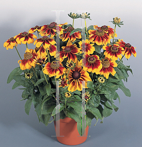 Picture of Rudbeckia hirta 'Cordoba'