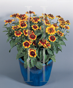 Picture of Rudbeckia hirta 'Cordoba'