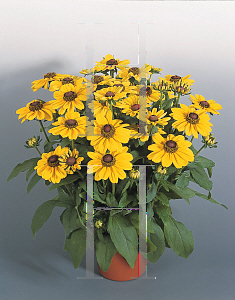 Picture of Rudbeckia hirta 'Prairie Sun'