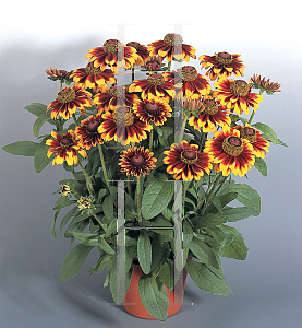 Picture of Rudbeckia hirta 'Toto Rustic'