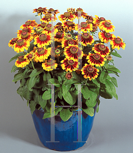 Picture of Rudbeckia hirta 'Toto Rustic'