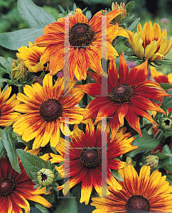 Picture of Rudbeckia hirta 'Autumn Colors'