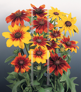 Picture of Rudbeckia hirta 'Autumn Colors'