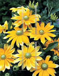 Picture of Rudbeckia hirta 'Toto Lemon'