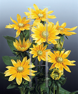 Picture of Rudbeckia hirta 'Toto Lemon'