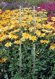 Picture of Rudbeckia hirta 'Toto Lemon'