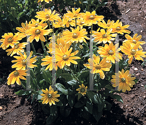 Picture of Rudbeckia hirta 'Toto Lemon'