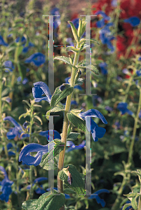 Picture of Salvia patens 'Blue Angel'