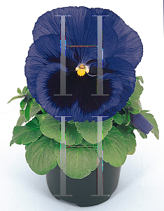 Picture of Viola x wittrockiana 'Fancy Dark-Eyed Blue'