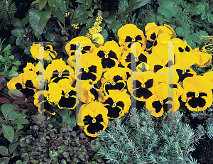 Picture of Viola x wittrockiana 'Fancy Dark-Eyed Yellow'