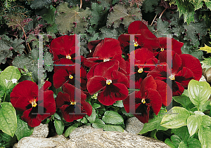 Picture of Viola x wittrockiana 'Fancy Dark-Eyed Red'