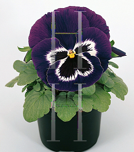 Picture of Viola x wittrockiana 'Fancy Purple & White'