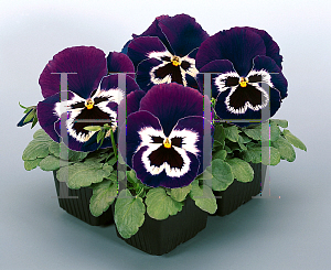 Picture of Viola x wittrockiana 'Fancy Purple & White'