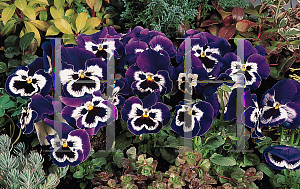 Picture of Viola x wittrockiana 'Fancy Purple & White'