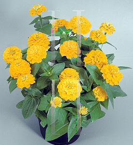 Picture of Zinnia elegans 'Zinnita Yellow'