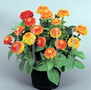 Picture of Zinnia elegans 'Zinnita Orange'