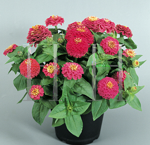 Picture of Zinnia elegans 'Zinnita Rose'