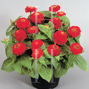 Picture of Zinnia elegans 'Zinnita Scarlet'