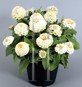 Picture of Zinnia elegans 'Zinnita White'