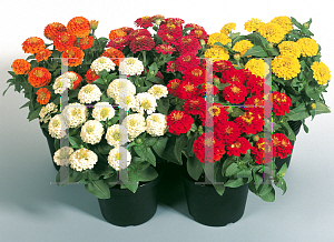 Picture of Zinnia elegans 'Formula Mix'