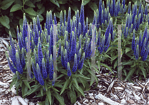 Picture of Veronica spicata 'Royal Candles'