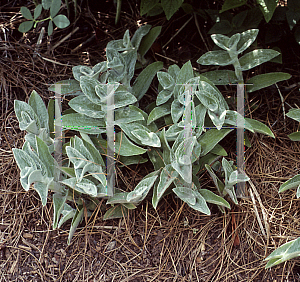 Picture of Tradescantia sillamontana 