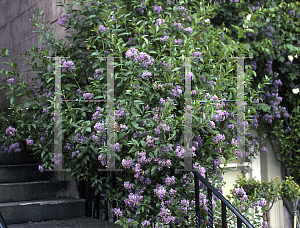 Picture of Solanum crispum 