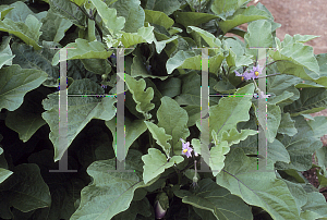 Picture of Solanum melongena 'Lavender Touch'