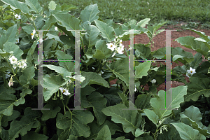 Picture of Solanum melongena 