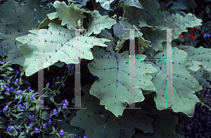 Picture of Solanum quitoense 