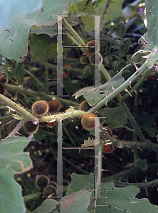 Picture of Solanum quitoense 