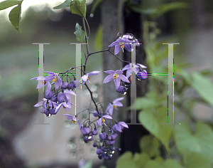 Picture of Solanum seaforthianum 