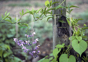 Picture of Solanum seaforthianum 