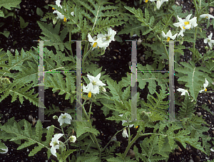 Picture of Solanum sisymbrifolium 