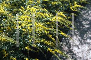 Picture of Solidago rugosa 'Fireworks'