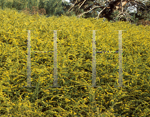 Picture of Solidago rugosa 'Fireworks'