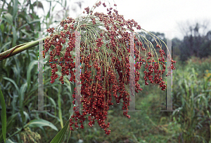 Picture of Sorghum bicolor 